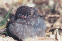 Baby bird 1...