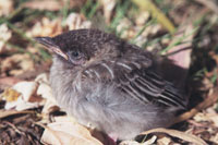 Baby bird 2...