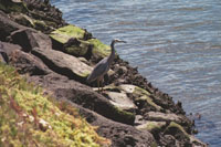 Ibis on rocks...