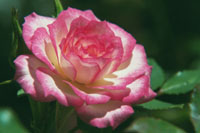 Rose...