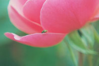 Lady Bird...