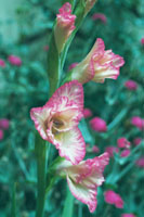 Garden Flower 1...