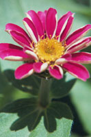 Garden Flower 2...