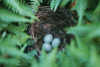 The Eggs...