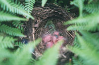 The Baby Chicks...
