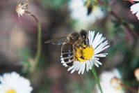 Bee on daisy...
