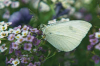 Butterfly...