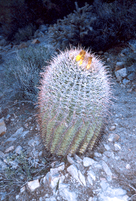 Barrel Cactus