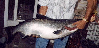 another big fish