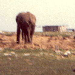 Elephant