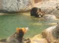 Bears at NC Zoo