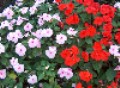 Impatiens