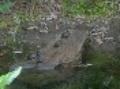 NC Turtles