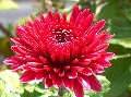 Red Mum