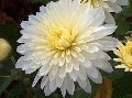 White Mum