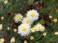 White Mums
