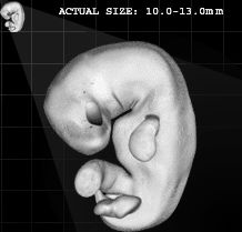 Embryo 40 days
