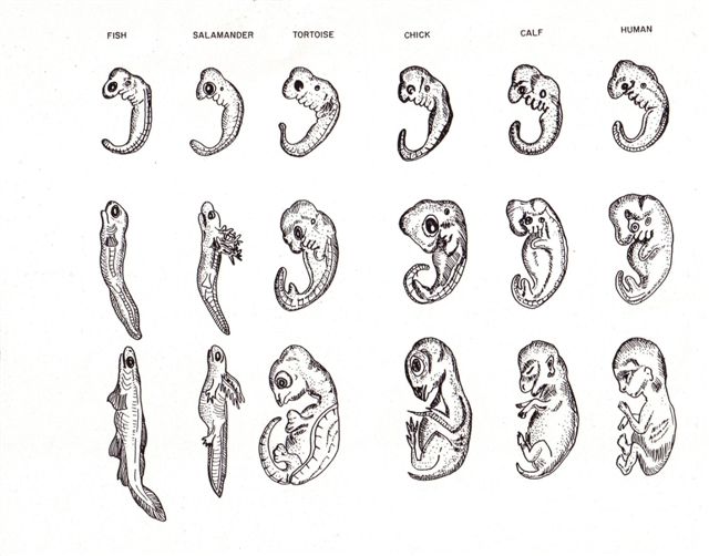 Animal
    and human embryos at three stages of development.