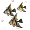 more fish