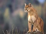 Dangerous Creatures wallpaper.jpg (99357 bytes)