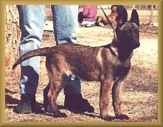 Ahbi as a puppy