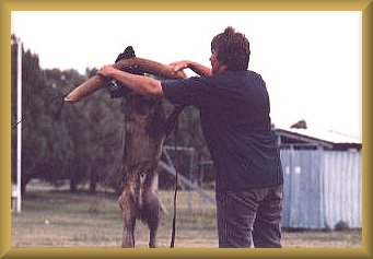 Ahbi playing schutzhund