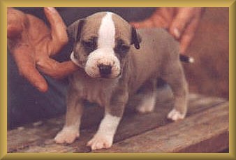 Caramel at 3 weeks old