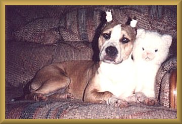 Young Caramel with ears taped