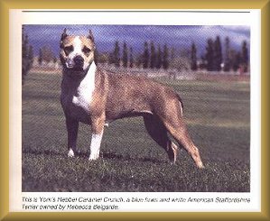 Caramel's book photo