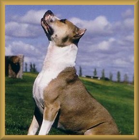Caramel in 2003 calendar