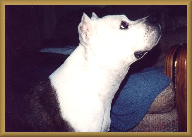 Dozer