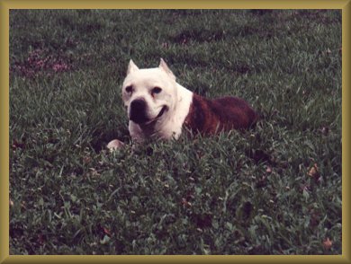 Dozer grass