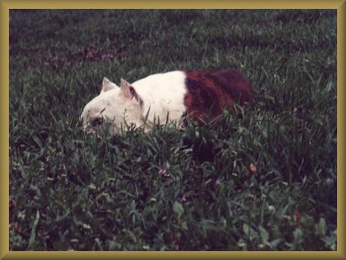 Dozer grass