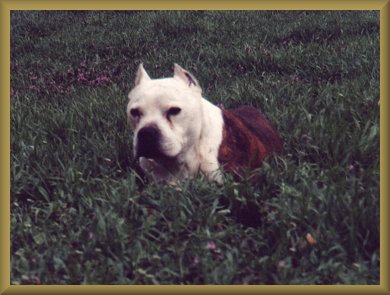 Dozer grass