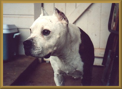 Dozer
