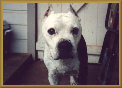 Dozer