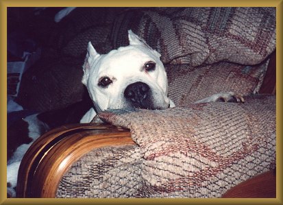 Dozer
