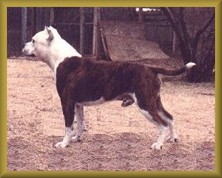 Dozer just standing around