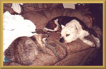 Couch potatoes
