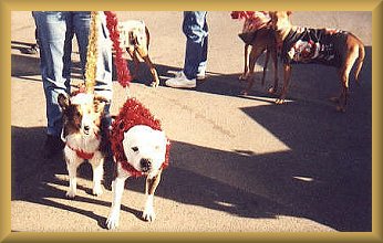 Kippy & Dozer in parade