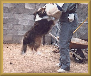 Kippy playing schutzhund