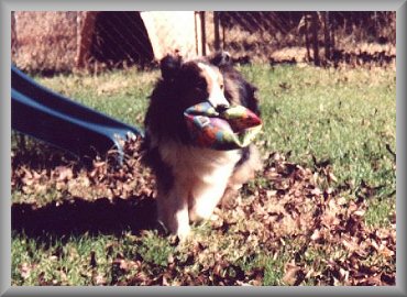Kippy fetching