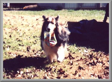 Kippy fetching