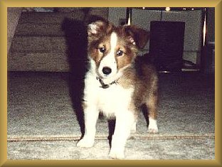 Kippy as a puppy