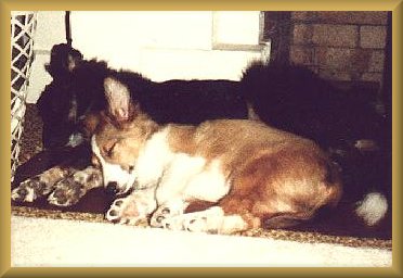 Kippy as a puppy