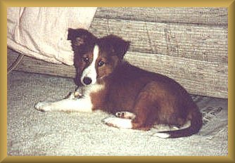 Kippy as a puppy