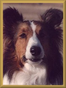 Kippy