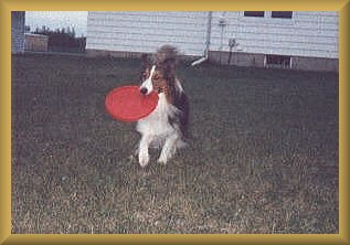 Kippy playing frisbee