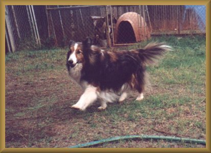 Kippy playing schutzhund