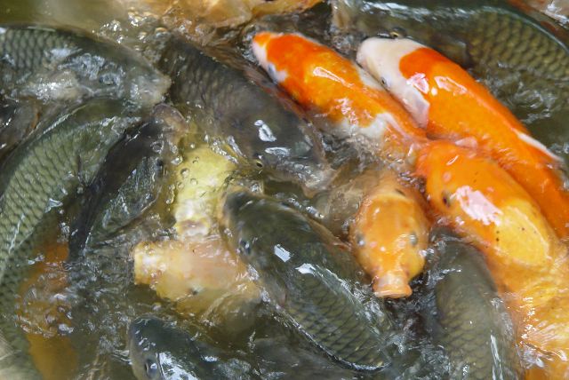Fish at Dazaifu lake